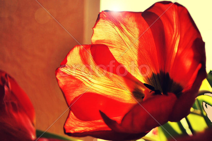 Тюльпан в солнечном свете