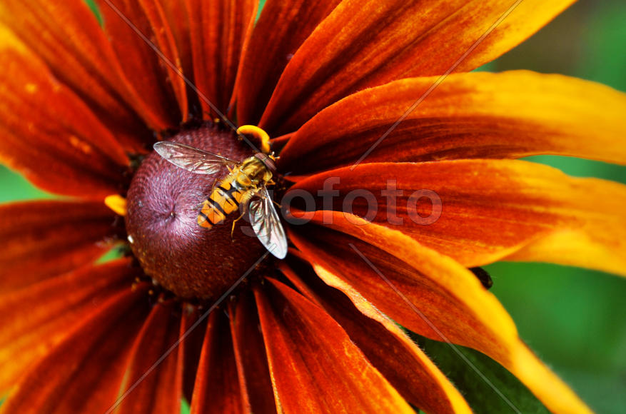 Оса на цветке