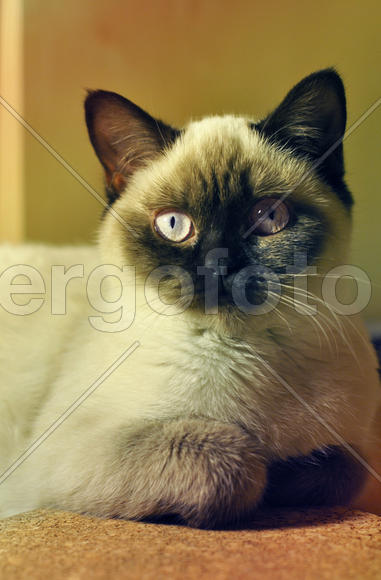 Британская кошка