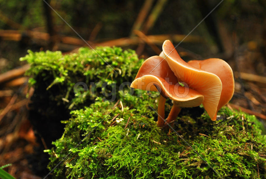 Два гриба на кочке