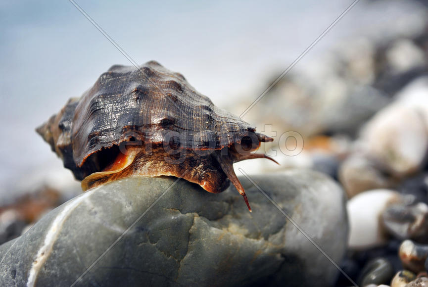 Улитка на морском берегу