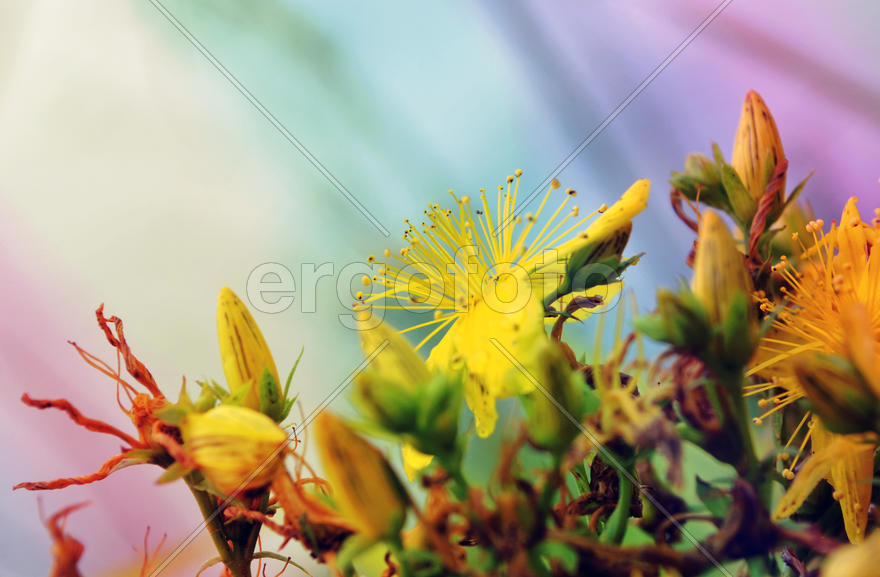 Желтые цветы