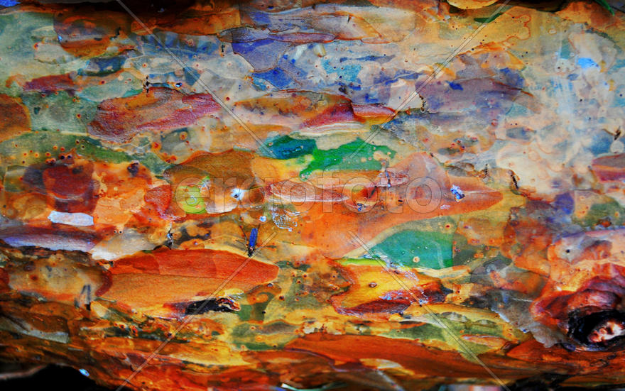 Сосновая кора