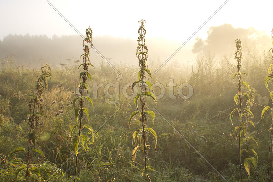 Крапива в росе