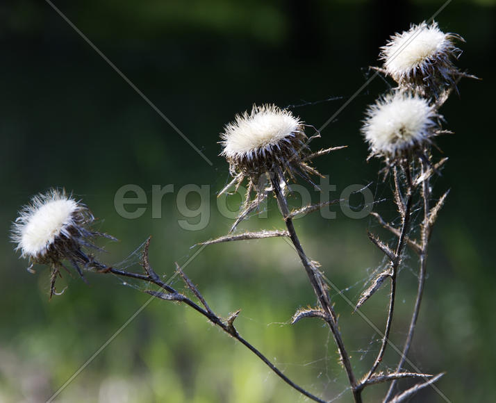 Цветочек-пенсионер