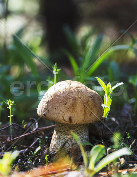 Портрет гриба