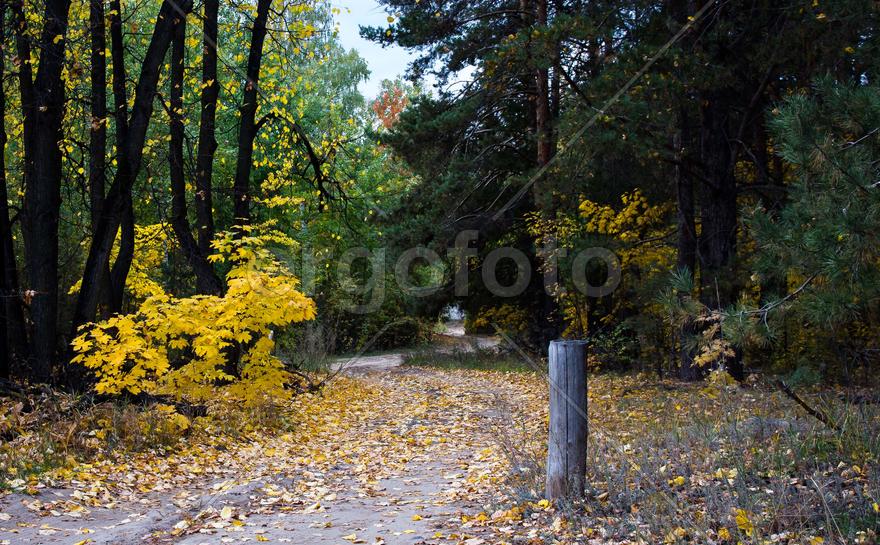 Дорога из города