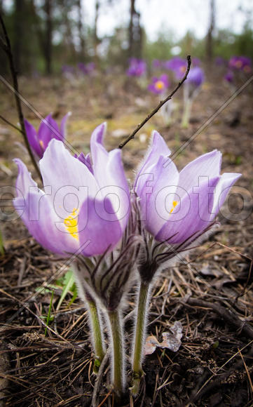 Весне привет!