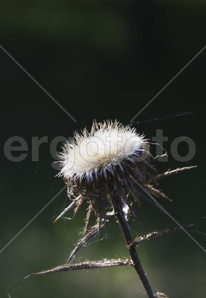 Цветок колючки