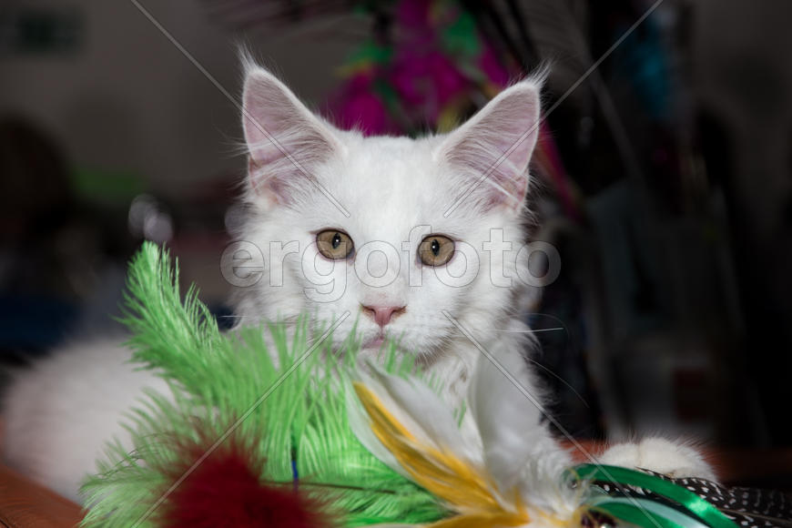 Белый Мейн Кун