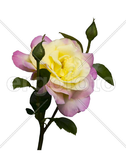 Жёлто-розовая роза