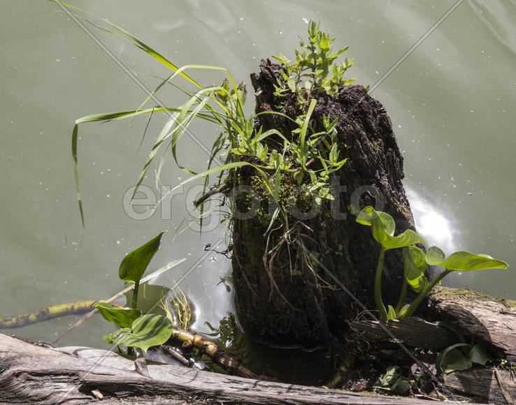 И даже пень...