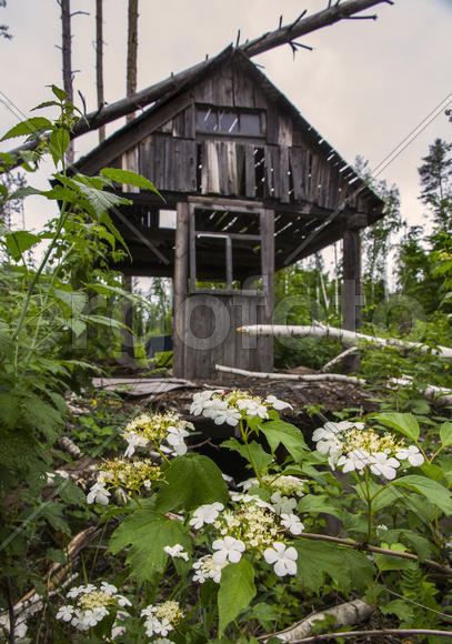 Теперь нет леших