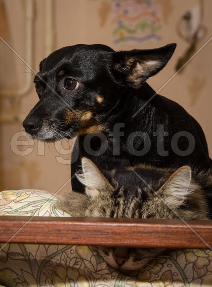 Лола за Тихона