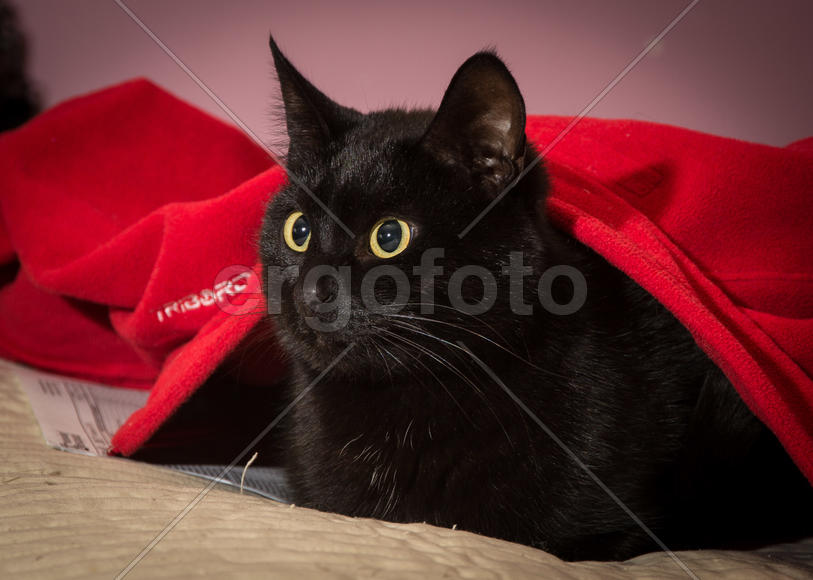 История с птичкой