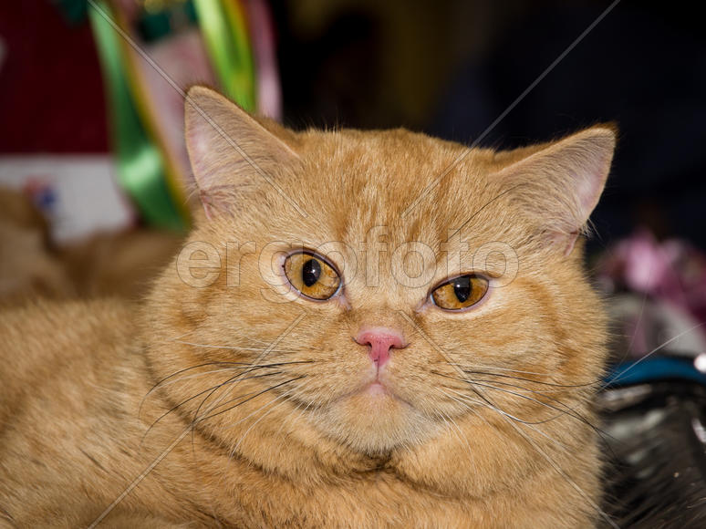 Плюшевый Британец