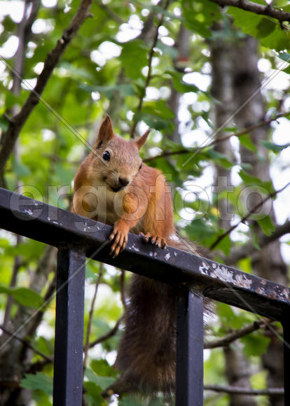 Ждать некогда!