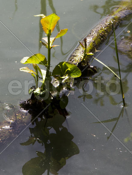 Цветущая оглобля