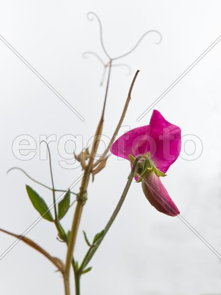 Последний цветок Душистого Горошка