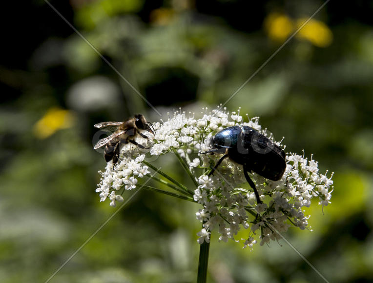 Как будем делить?