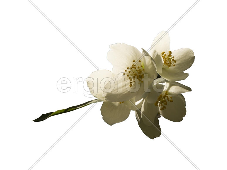 Чубушник цветёт