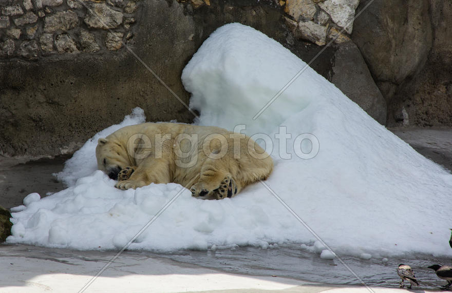 Белый медведь
