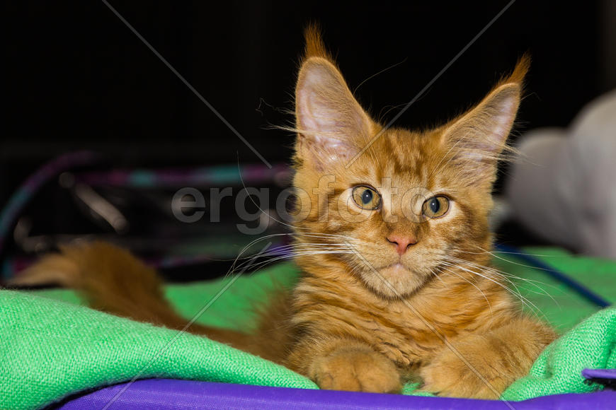 Рыжий Мейн Кун