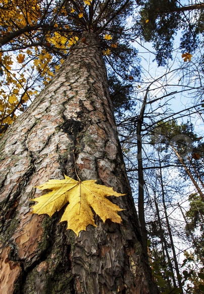 Ярко желтый кленовый лист на стволе дерева 