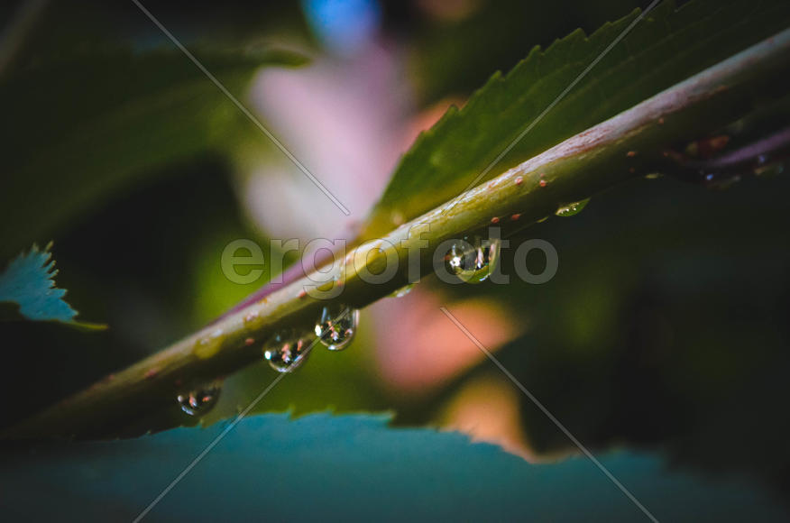 Капельки после дождя