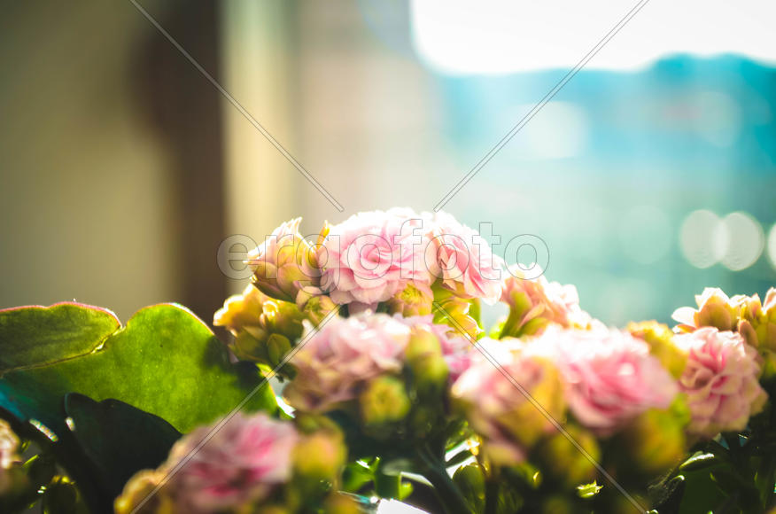 Маленькие цветочки