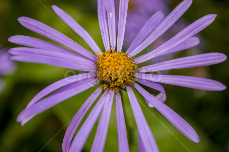 Фиолетовый