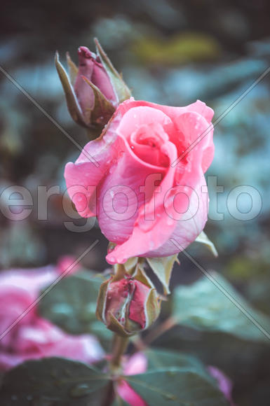 Розовая роза