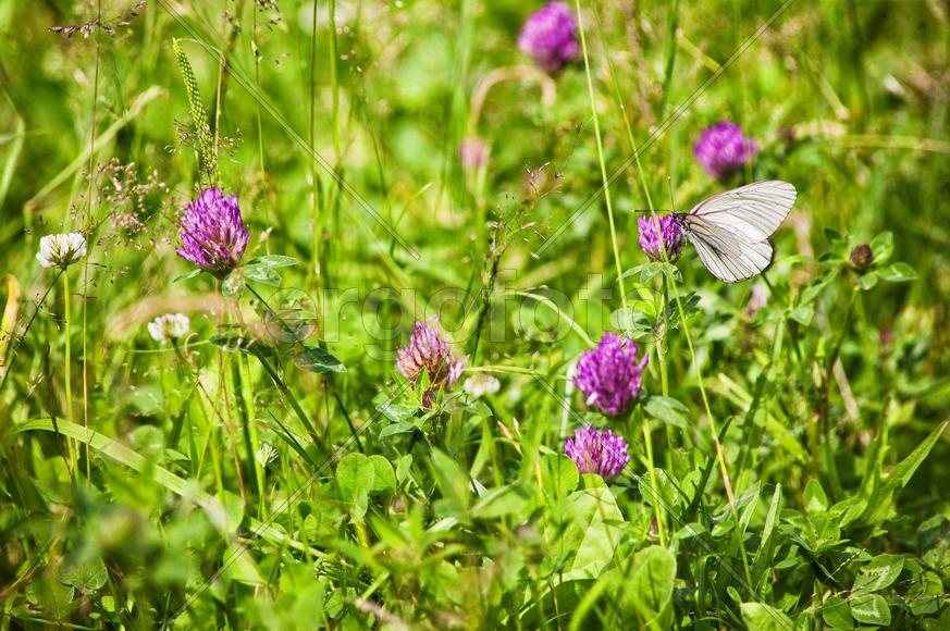 Красота под ногами