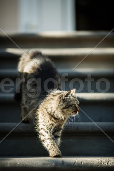 Кот без лапки