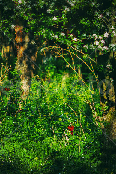 Цветок в лесу