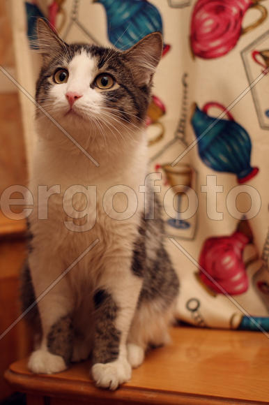 Рич увидел еду)