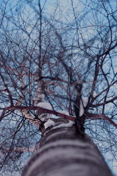 Причудливые ветки