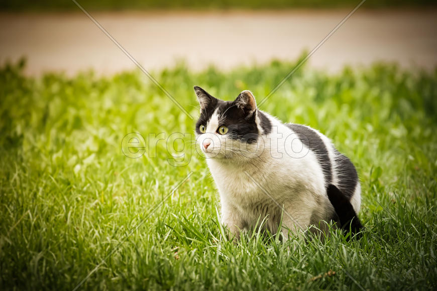 Охотник за пирожками