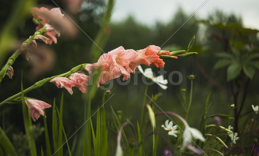Гладиолусы
