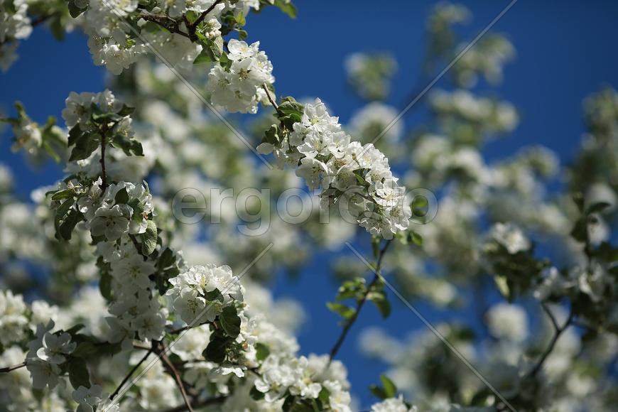 Цветущая яблоня