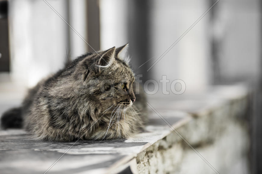 Кот без лапки