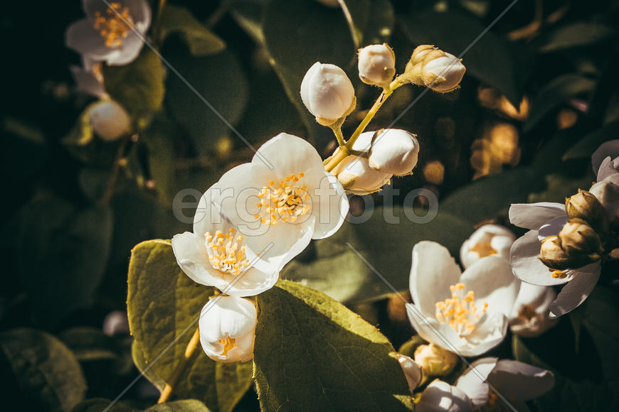 Бутоны белого жасмина 