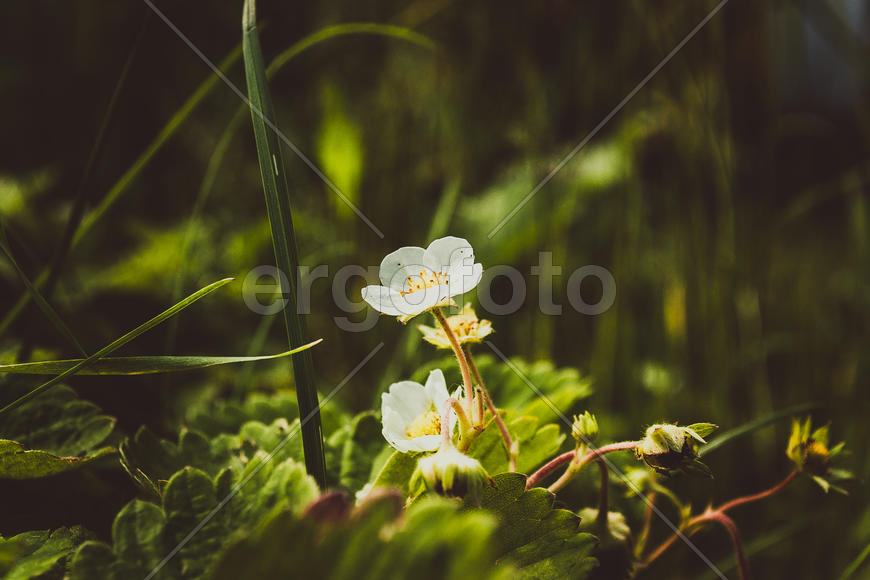 Цветок клубники