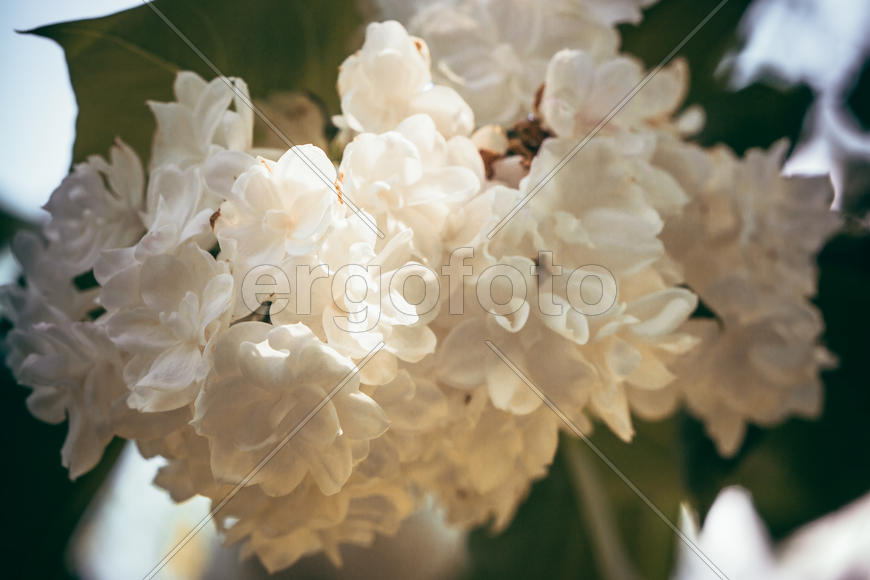 Цветок сирени 