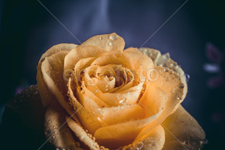 Лепестки розы с капельками воды 