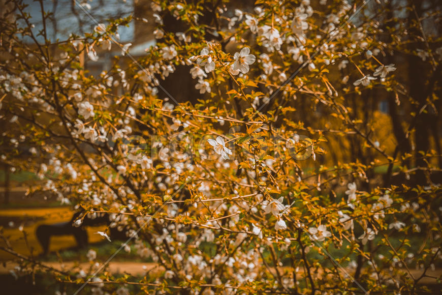 Японская Саккура