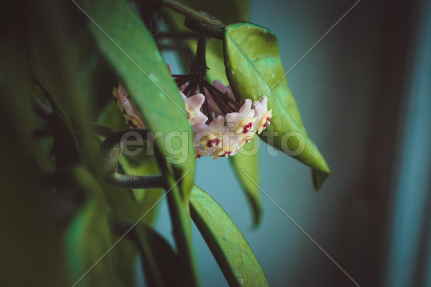 Восковой плющ