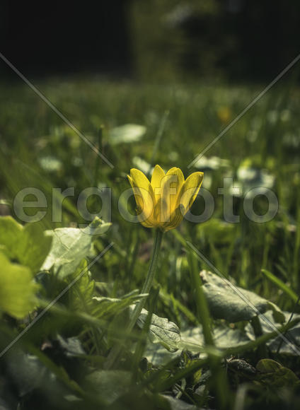 Куриная слепота