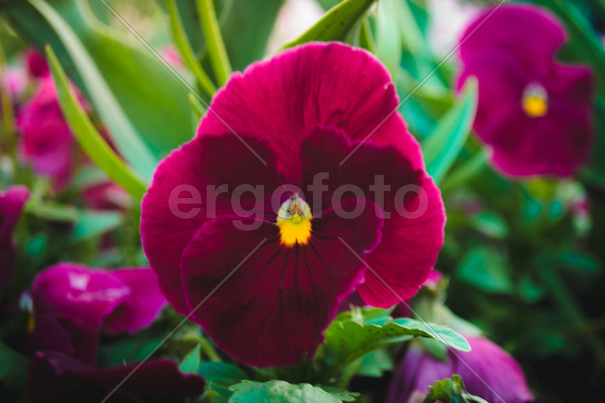 Анютины глазки