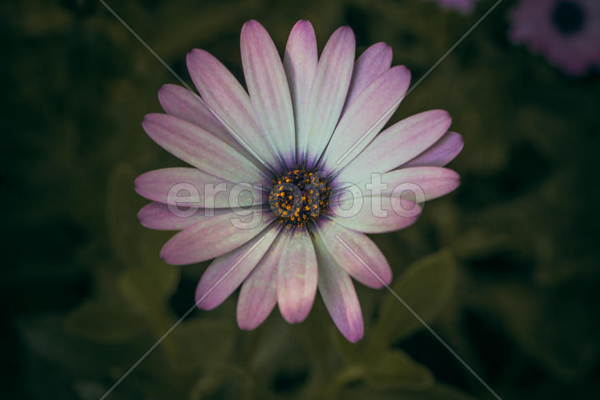 Розовая ромашка 